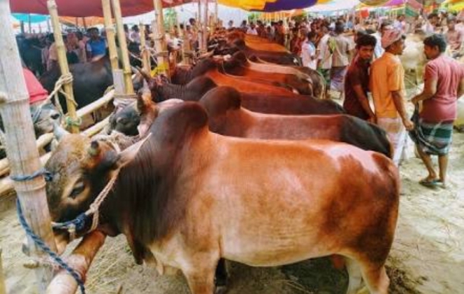 ঈদের বাকি তিন দিন, ক্রেতা শূন্য না:গঞ্জের পশুর হাট