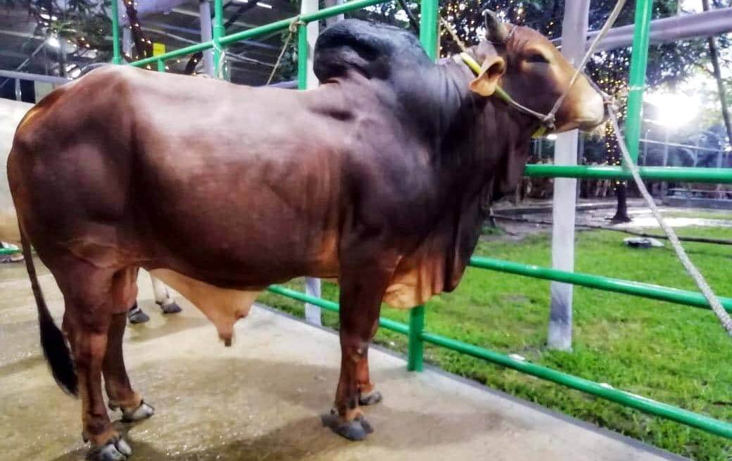 করোনা পরিস্থিতিতে পশুর হাটের বিকল্প “আরকে এগ্রো ফার্ম”