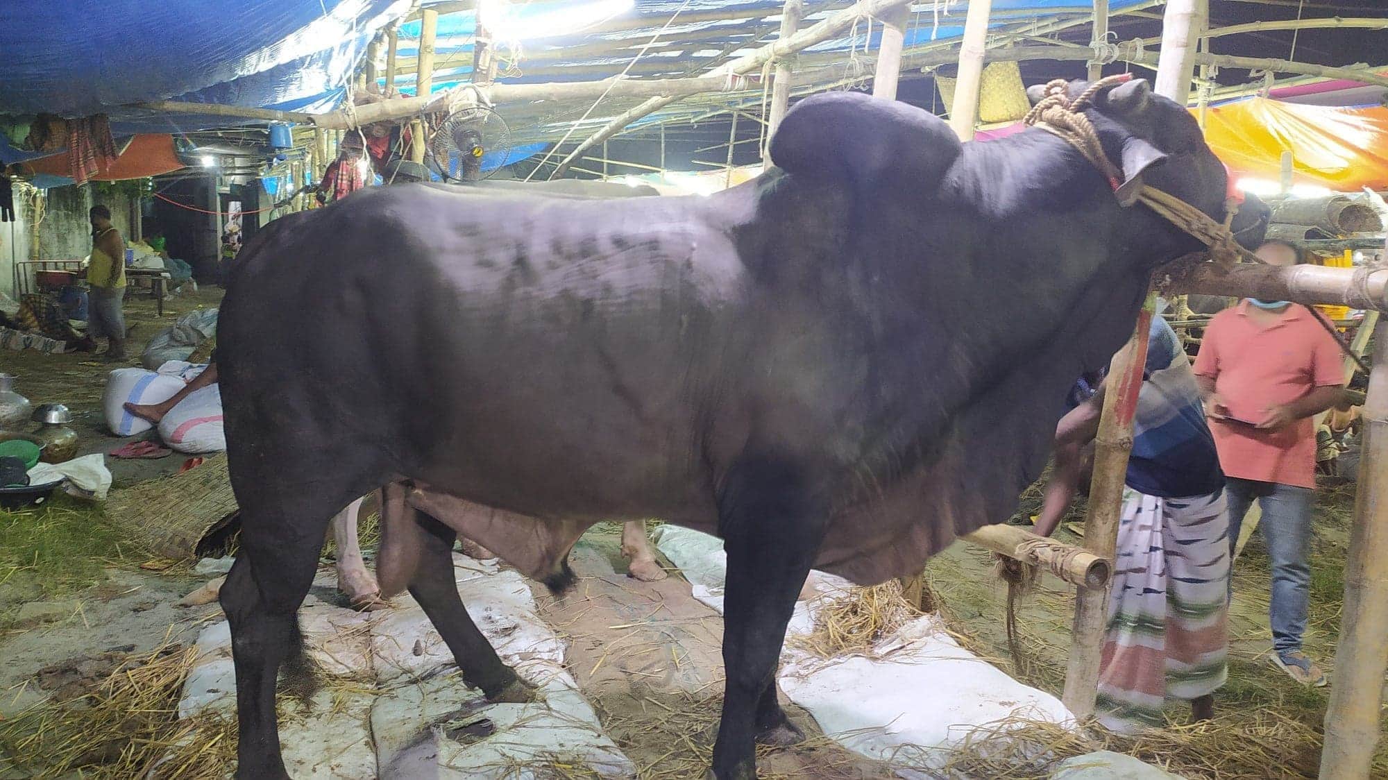 জমে উঠেছে কড়ইতলা পাঠাননগর পশুর হাট