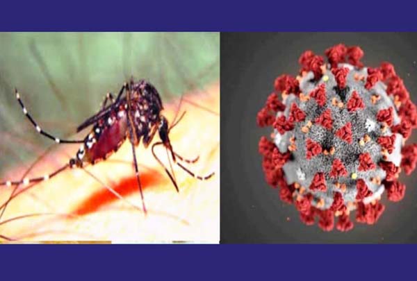 বেড়েছে মশার উপদ্রব, করোনার মাঝেই ডেঙ্গুর শংকা