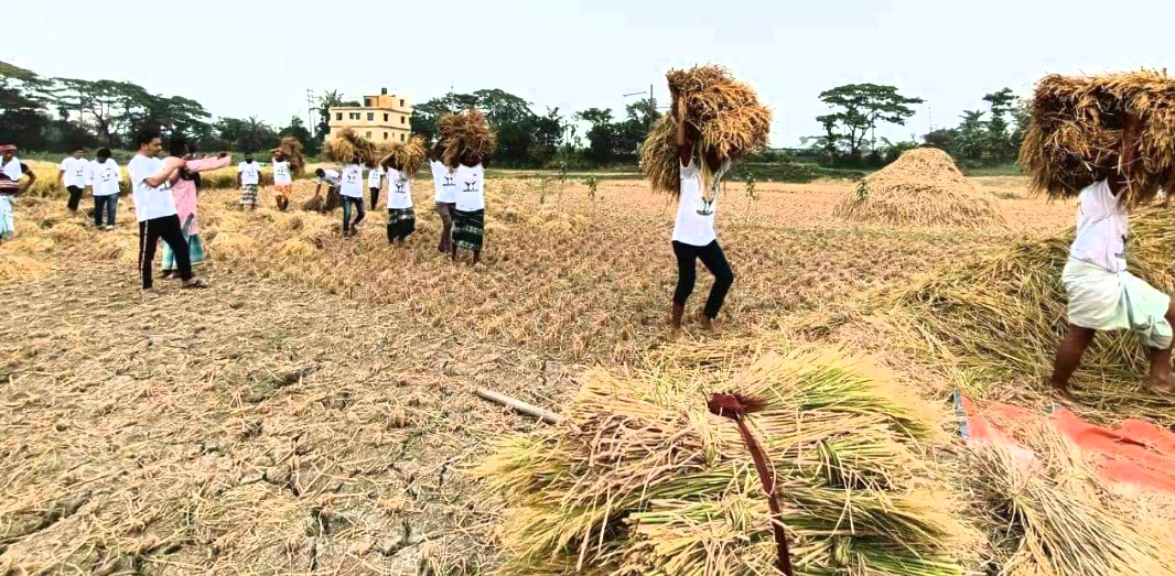 কৃষকের ধান কেটে ঘরে তুলে দিয়েছে রূপগঞ্জ উপজেলা ছাত্রদল