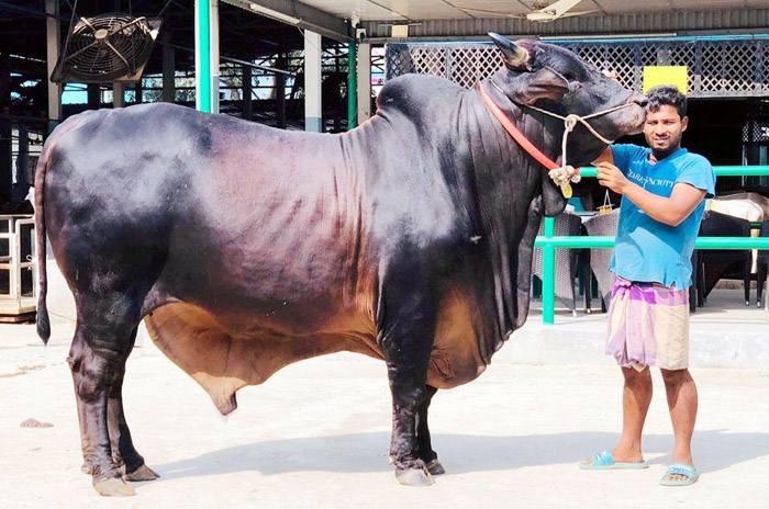 কোরবানির পশু বিক্রিতে আরকে এগ্রো ফার্মের চমক